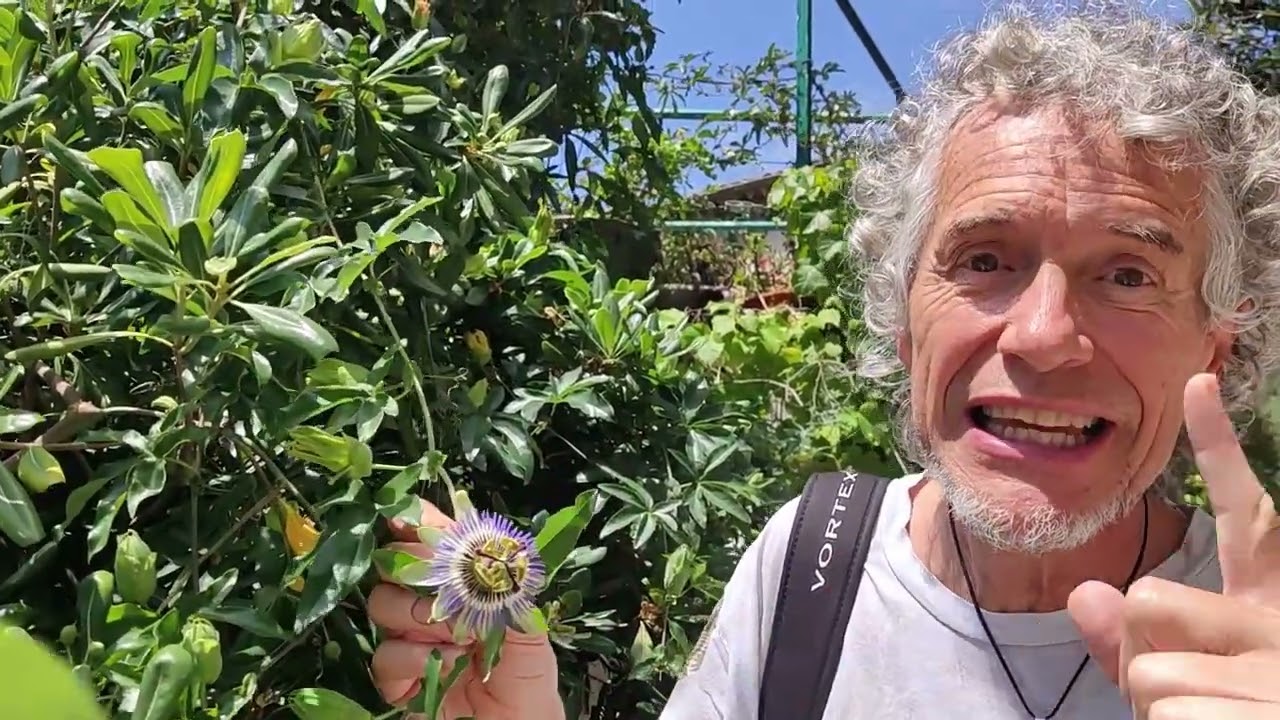 Fruta de la pasión en Mercadona: beneficios, usos y precios 1 fruta de la pasion mercadona