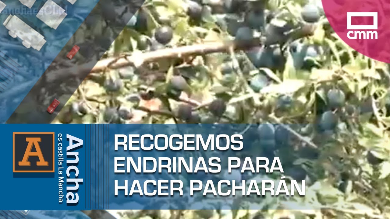 Endrinas en mercadona: beneficios, usos y dónde encontrarlas 1 endrinas mercadona